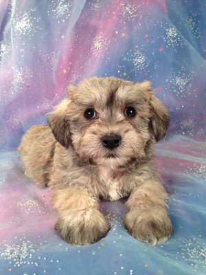 Female schnoodle Puppy for Sale #1 Born February 20, 2013| Iowa Puppies for sale Ready April 2013